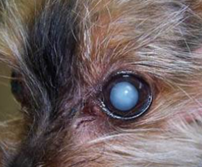 �쳻�� ����