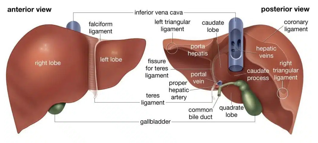 ������ ��Ȱ ����
