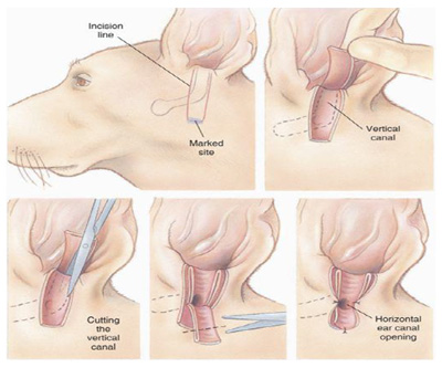 ������ ��Ȱ ����